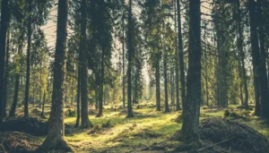 Bosque verde y denso, con árboles altos y vegetación abundante que invita a explorar