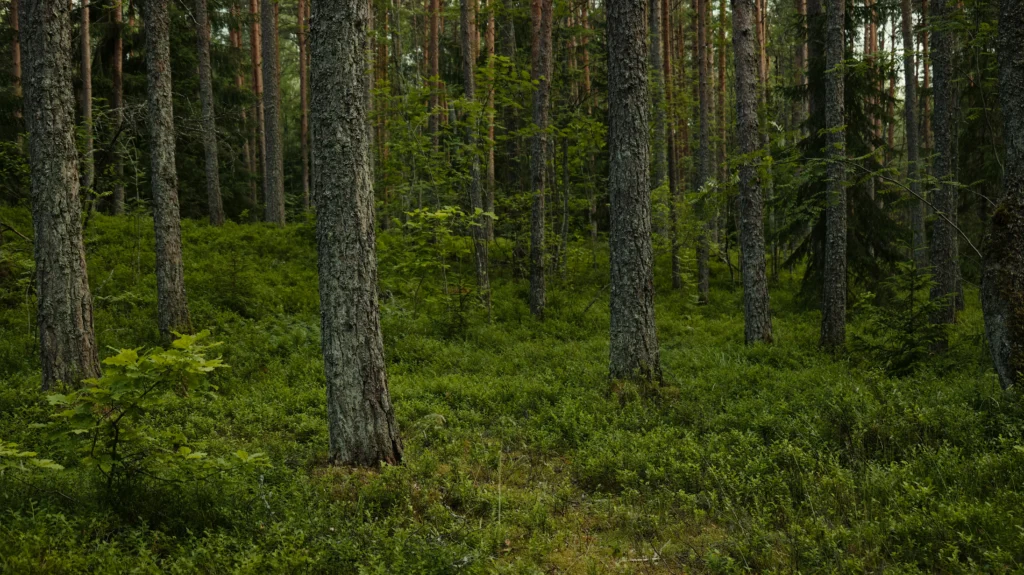 Bosque denso con árboles altos y neblina suave, creando una atmósfera misteriosa y enigmática.