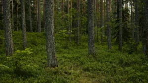 Bosque denso con árboles altos y neblina suave, creando una atmósfera misteriosa y enigmática.