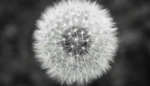Primer plano de un diente de león capturado en blanco y negro, resaltando textura y forma