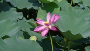 Primer plano de una flor rosa completamente abierta, mostrando sus pétalos delicados