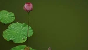 Capullo de flor en etapa previa a la floración, acompañado por una hoja de loto flotando