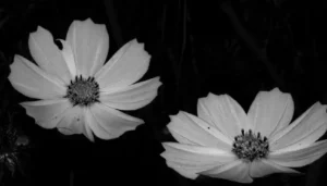 Flores capturadas en blanco y negro, destacando formas y contrastes