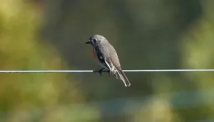 Pájaro descansando sobre una estructura de alambre