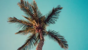 Palmera alta con cielo despejado de fondo, evocando una escena típica de verano