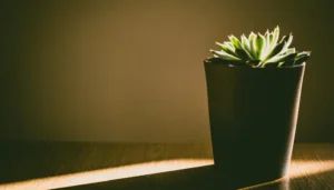 Planta vista a contraluz